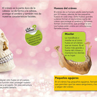 Enciclopedia Infantil del Cuerpo Humano